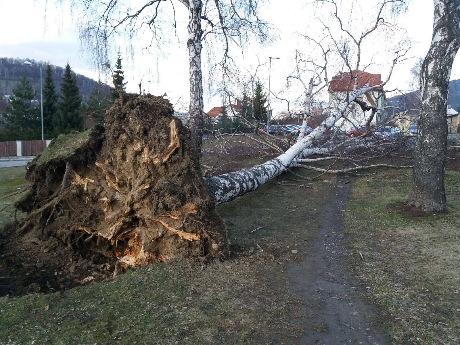ÚKLID STROMŮ PO VĚTRNÉ SMRŠTI