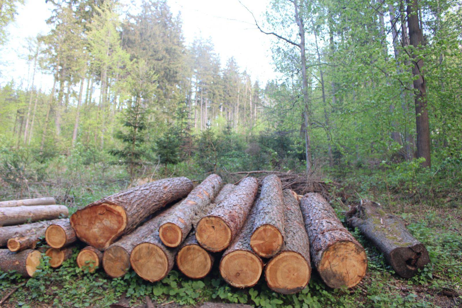TĚŽBA KŮROVCOVÉHO DŘÍVÍ NA KŘÍŽOVÉM VRCHU