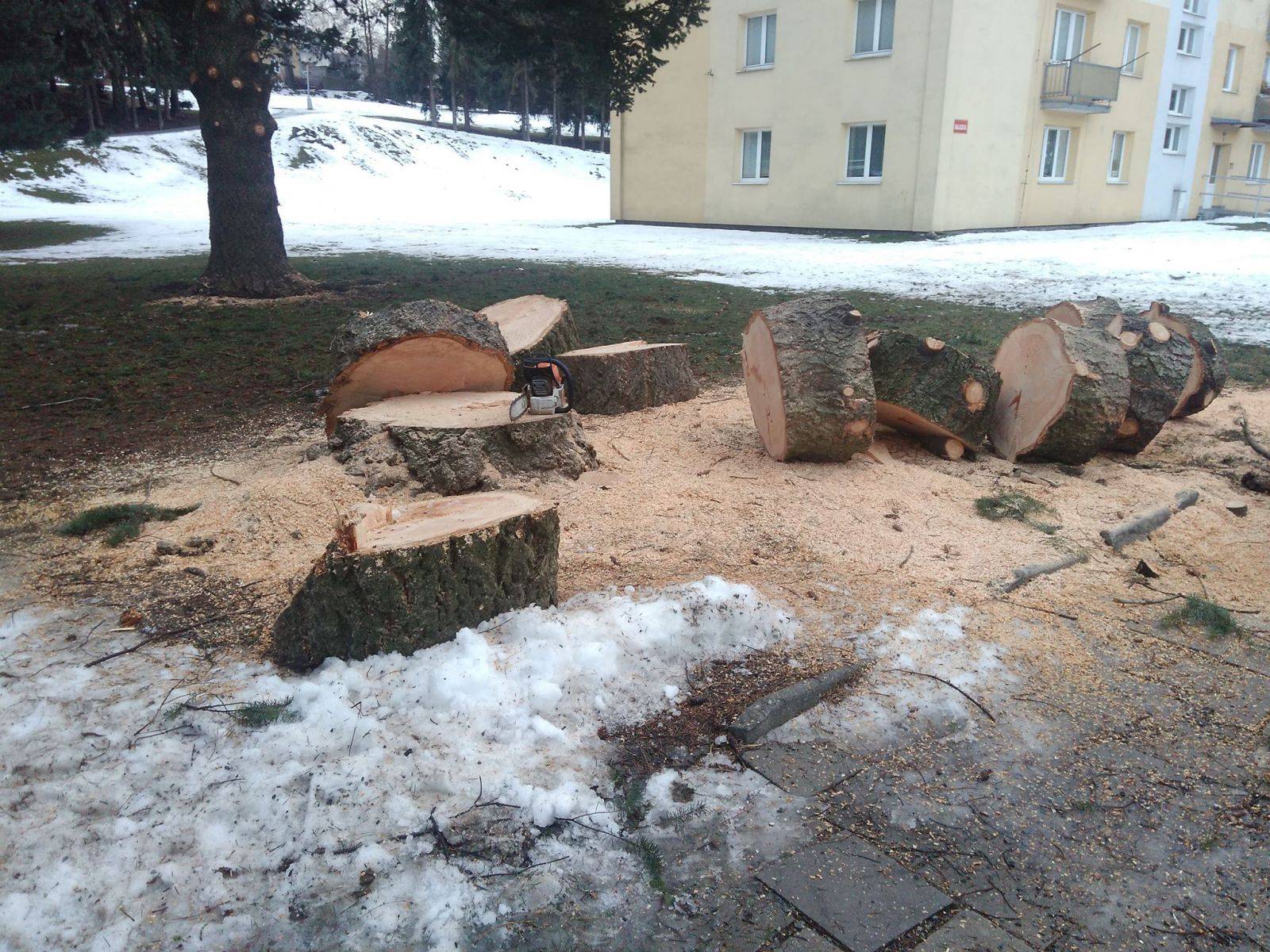 KÁCENÍ STROMŮ