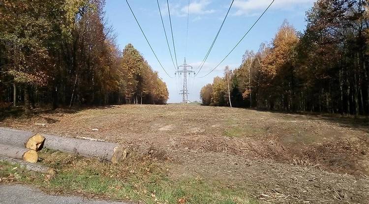 UPOZORNĚNÍ ČEZ DISTRIBUCE NA OŘEZ STROMŮ V BLÍZKOSTI ELEKTRICKÉHO VEDENÍ