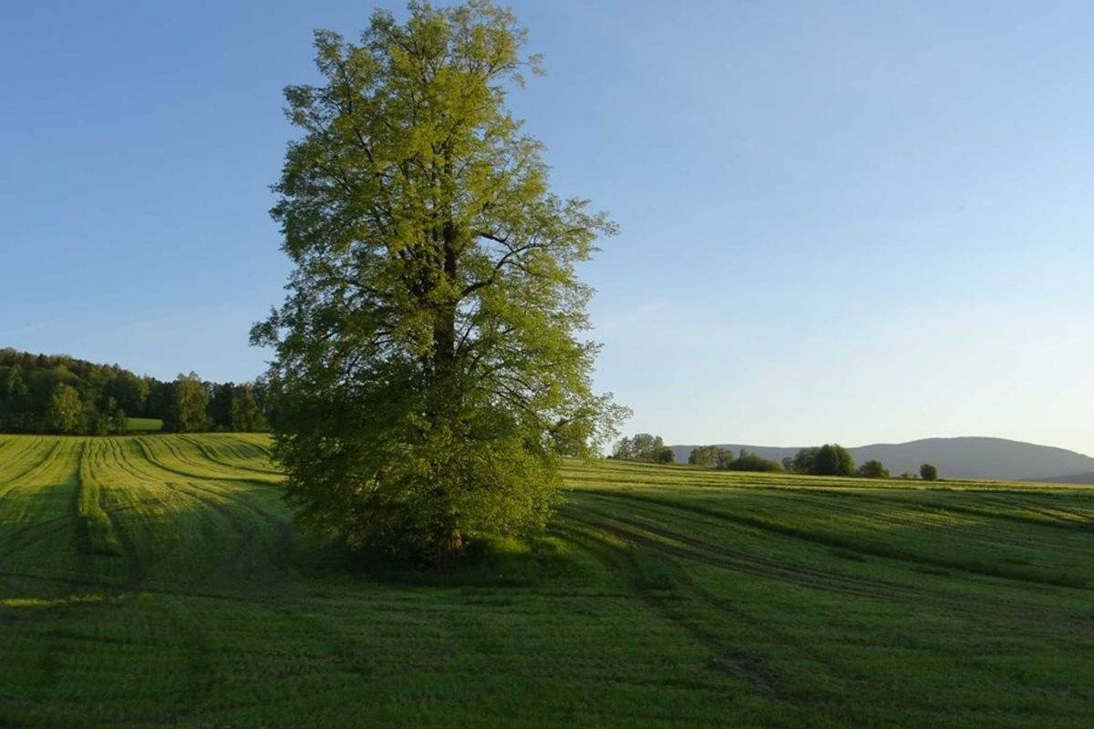 PODPOŘTE JESENICKOU LÍPU POUSTEVNÍK. JE VE FINÁLE ANKETY STROM ROKU 2025