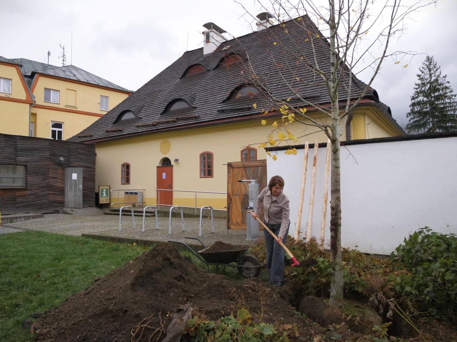 NA ZAHRADĚ KATOVNY ROSTE NOVÁ LÍPA