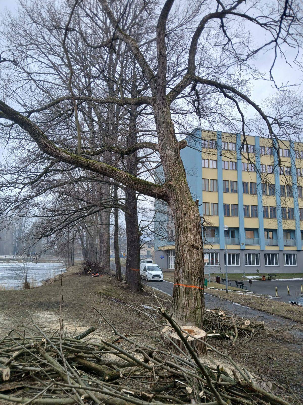 INFORMACE O KÁCENÍ STROMŮ VE MĚSTĚ