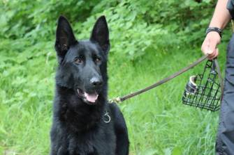 MĚSTSKÁ POLICIE BUDE MÍT ČTYŘNOHÉHO PARŤÁKA