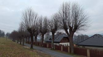 STROMOŘADÍ V ULICI V ALEJI SE MUSÍ OBNOVIT