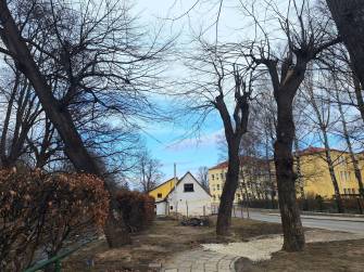 NA ULICI VODNÍ SE BUDOU KÁCET LÍPY