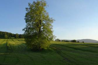 PODPOŘTE JESENICKOU LÍPU POUSTEVNÍK. JE VE FINÁLE ANKETY STROM ROKU 2025