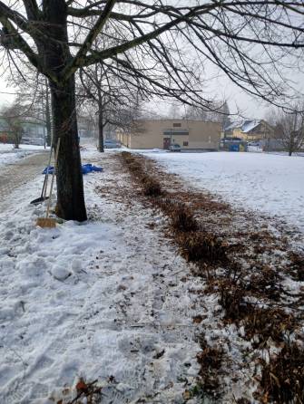 KEŘE SE NEKÁCÍ, ALE ZMLAZUJÍ. VLIV NA HNÍZDĚNÍ PTÁKŮ TO NEMÁ