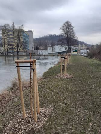 NEZNÁMÝ VANDAL ODŘEZAL NOVĚ VYSÁZENÉ STROMY